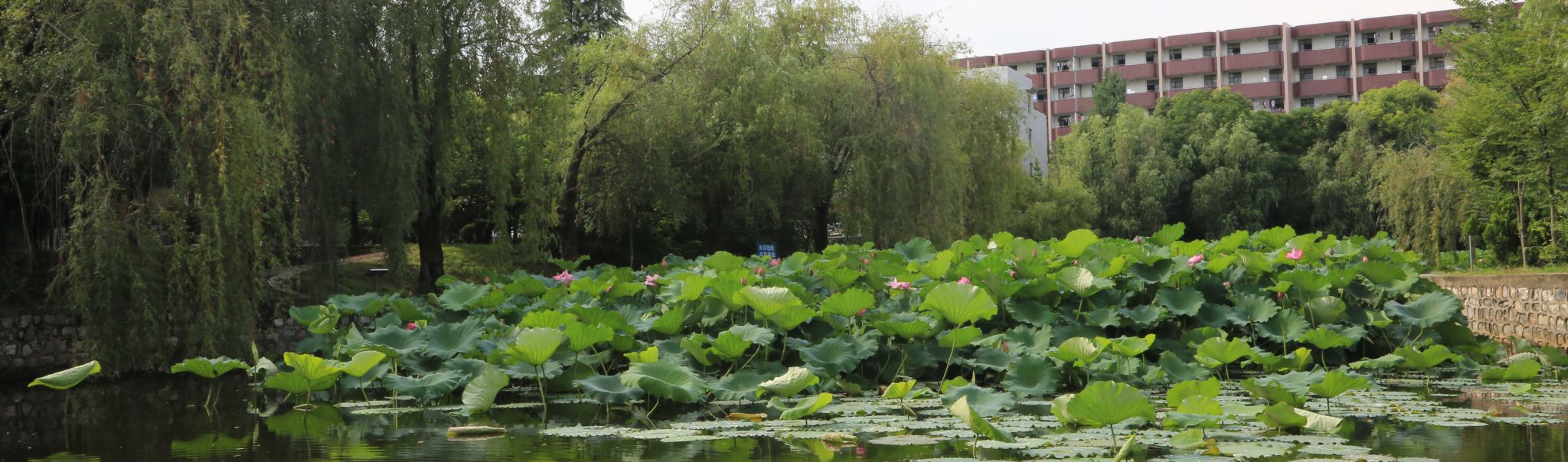 师琴湖畔